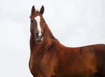 Продается шикарная молодая спортивная лошадь