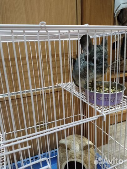 Шиншилла, мальчик