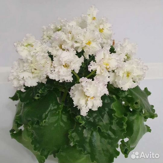 Фиалки сортовые