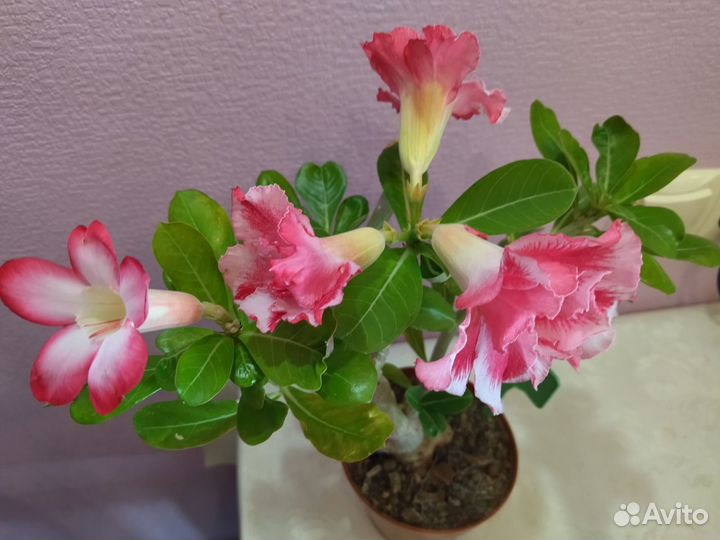 Адениум 2 в 1 и черенки