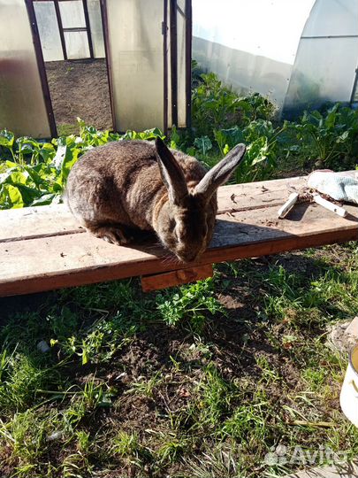 Кролики мясных пород