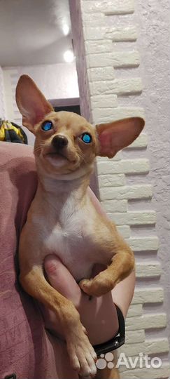 Мини той-терьер