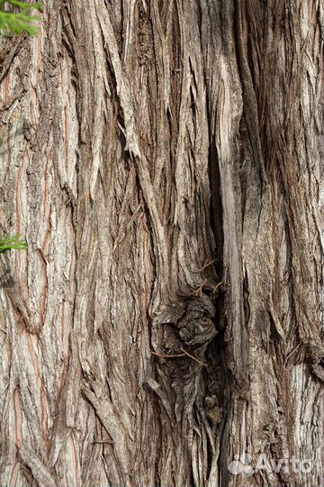 Кипарис вечнозеленый, семена