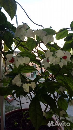 Комнатные цветы