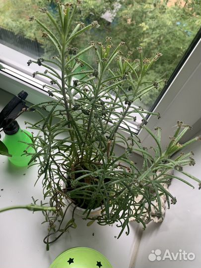 Молочай суккулент отдам / обмен