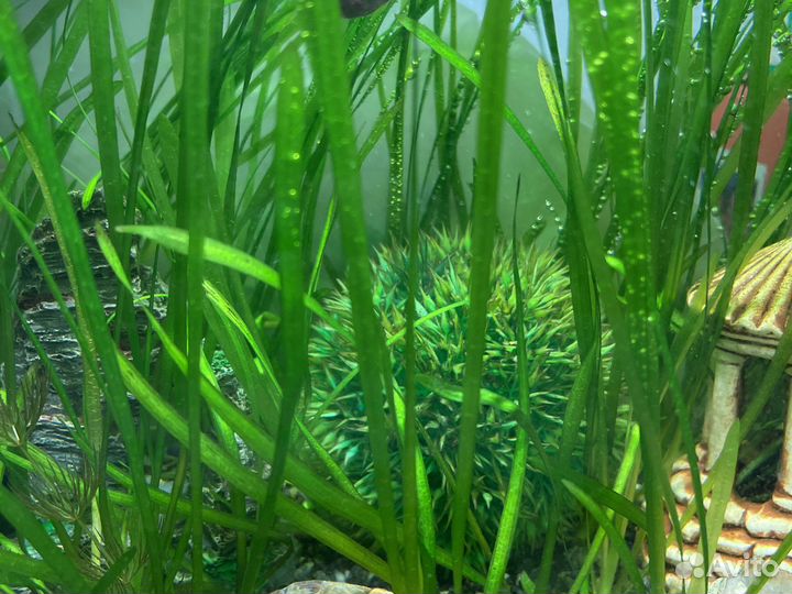 Водоросли для аквариума