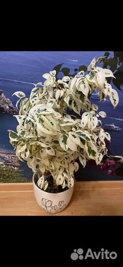 Фикусы Де Гантель и другие