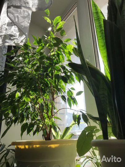 Фикус бенджамина пестролистный