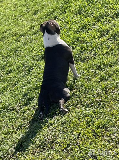 Выгульщик собак