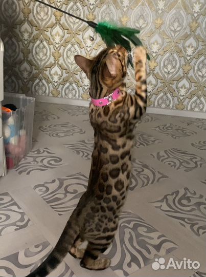 Бенгальские котята
