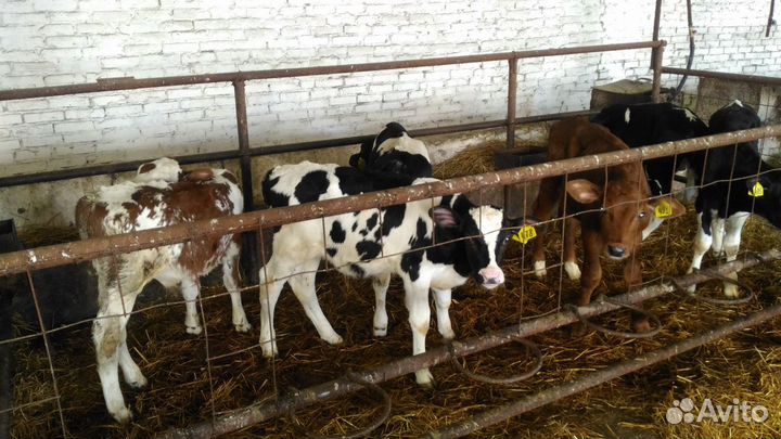 Телята бычки