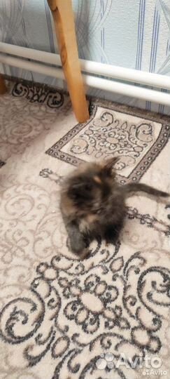 Котята в добрые руки приучены к лотку