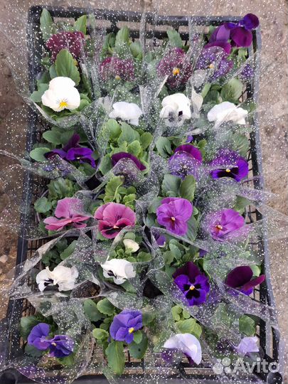 Горшочные цветы