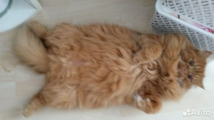 Котик Босс в поисках надежной семьи