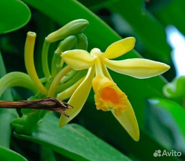 Пеларгонии душистые сортовые, Жасмин Самбак