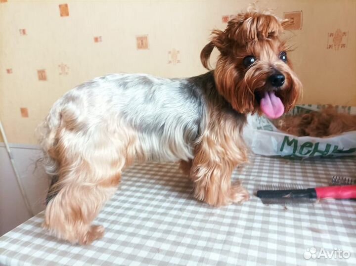 Стрижка собак с выездом к вам на дом,только москва