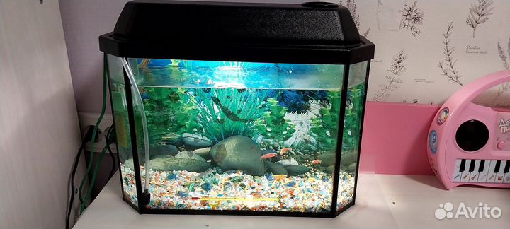 Аквариум с рабками