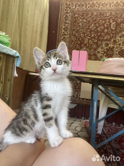 Котята в добрые руки бесплатно