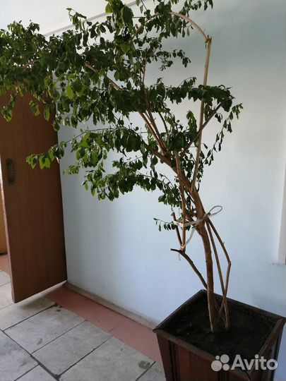 Гибискус и березки декоративные