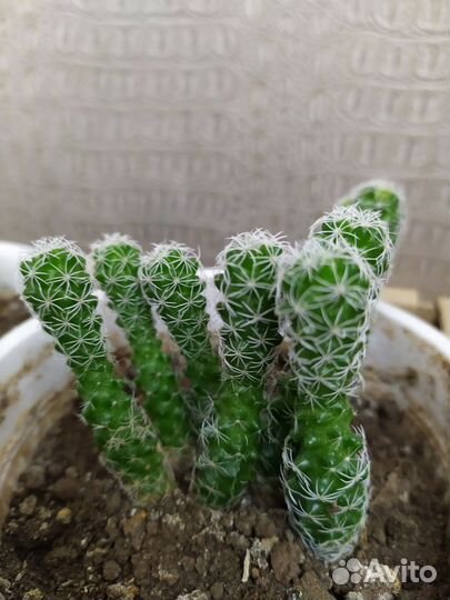 Кактус