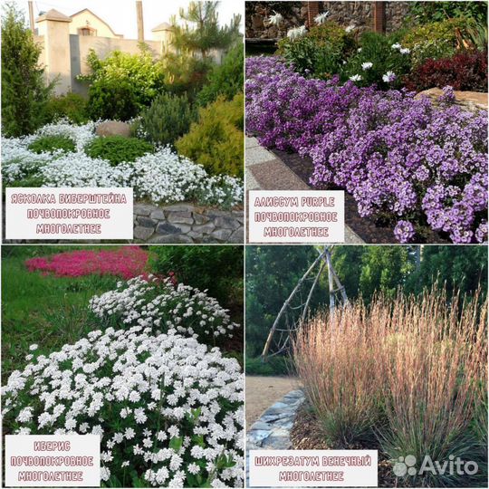 Цветы садовые многолетние и полный ассортимент