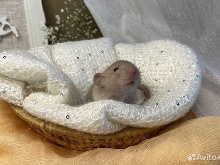 Крысята дамбо рекс, вельветины, стандарт