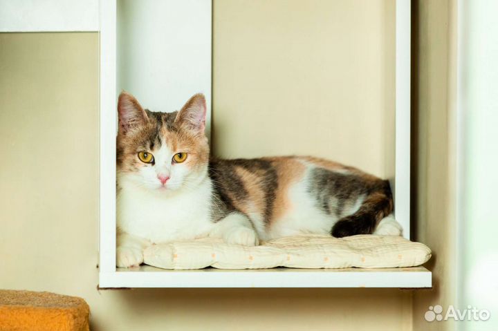 Мила, 10 месяцев., в дар