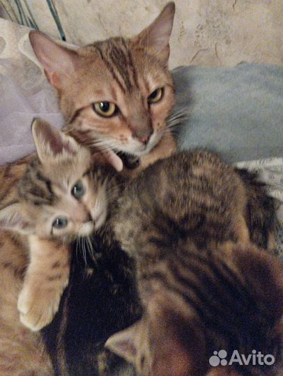 Котята