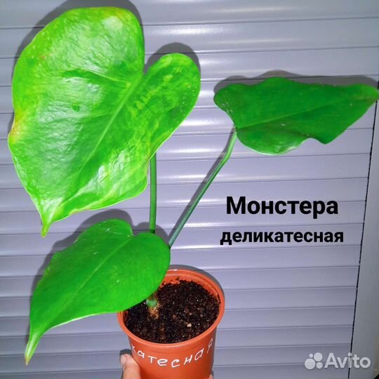 Домашние цветы