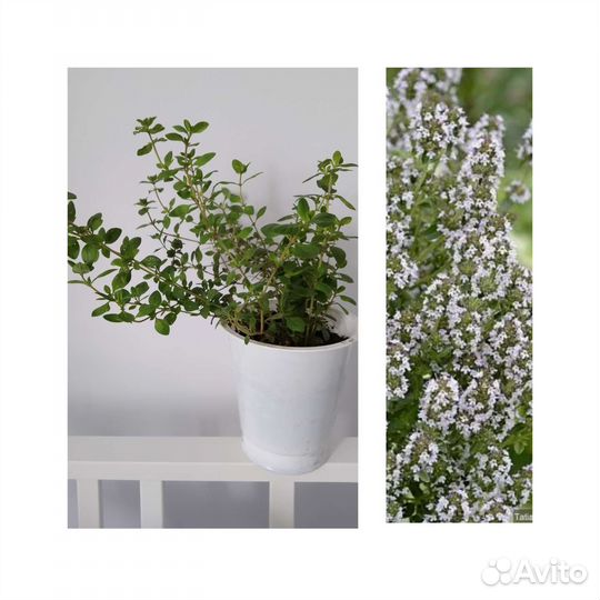 Тимьян, чабрец, эстрагон в стаканчиках