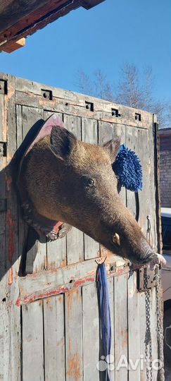 Чучело дикого кабана