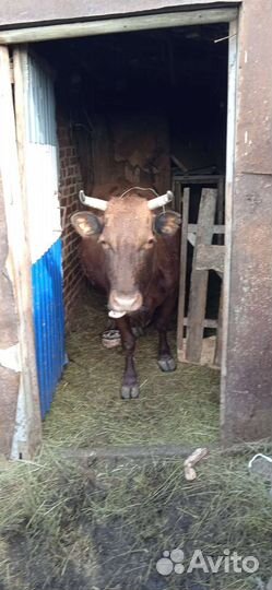 Корова с теленком