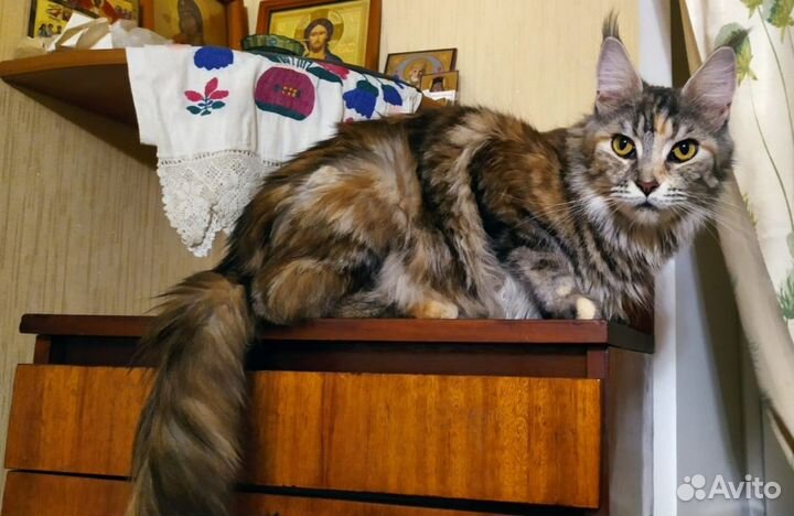 Котята мейн-кун