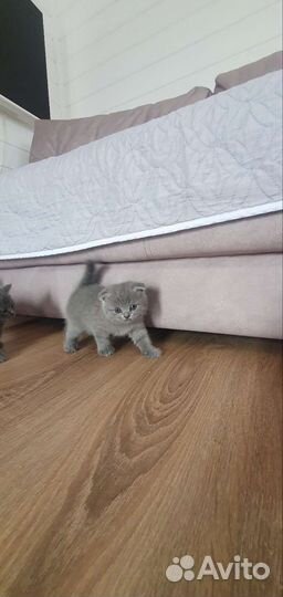 Британские вислоухие котята