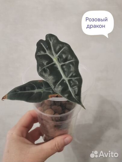 Алоказия