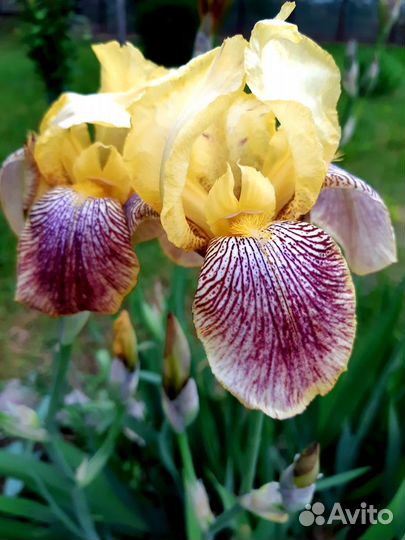 Ирисы бородатые