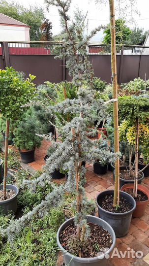 Кедр падуб лиственница на штамбе