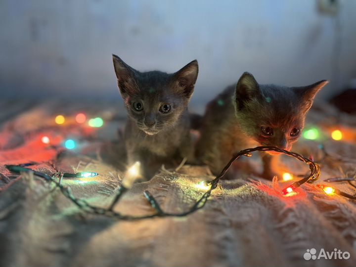 Котята в добрые руки