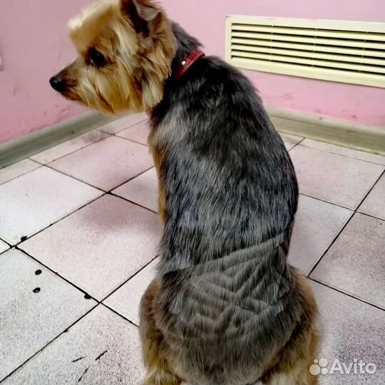 Стрижка собак и кошек