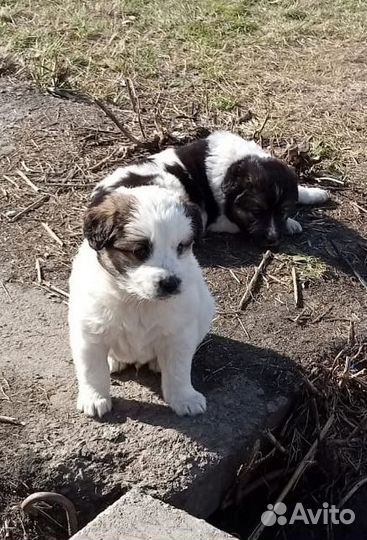 Щенки 1,5-2 месяца с доставкой