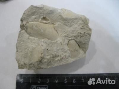 Белемнит, окаменелости, кристаллы гипса, аммониты