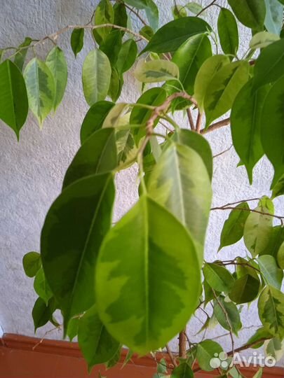 Фикус бенджамина