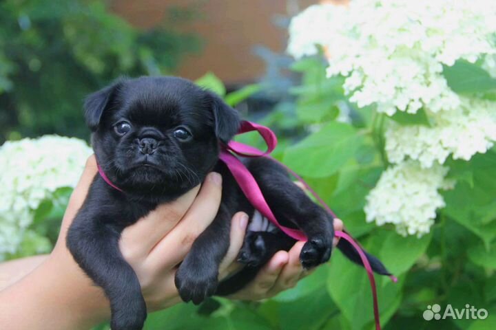 Пти брабансон. Девица