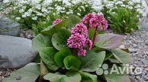 Цветы для сада