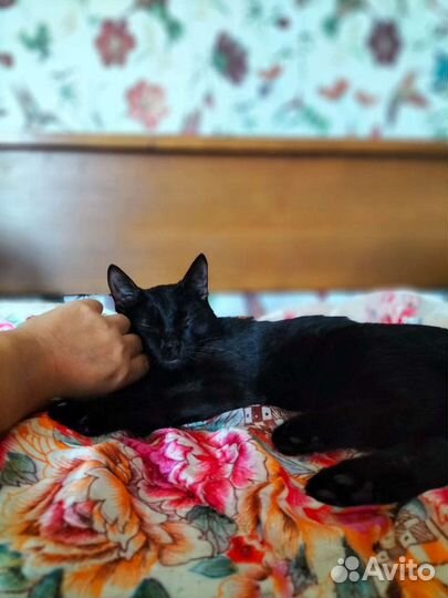 Котёнок чёрный 5 месяцев