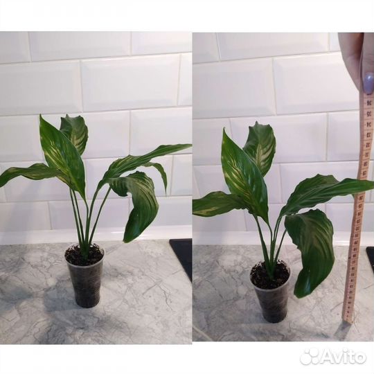 Спатифиллум