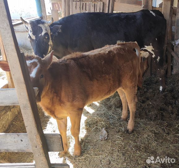 Корова дойная с телёнком