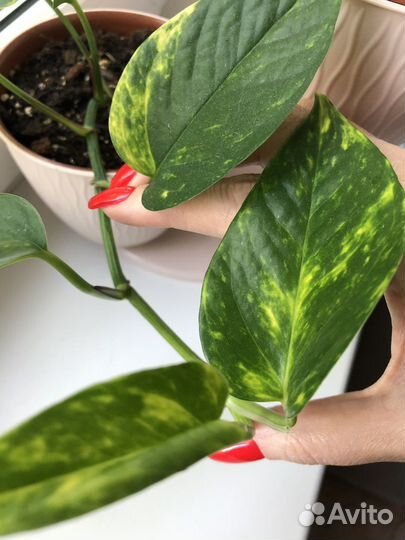 Сциндапсусы/ эпипремнумы