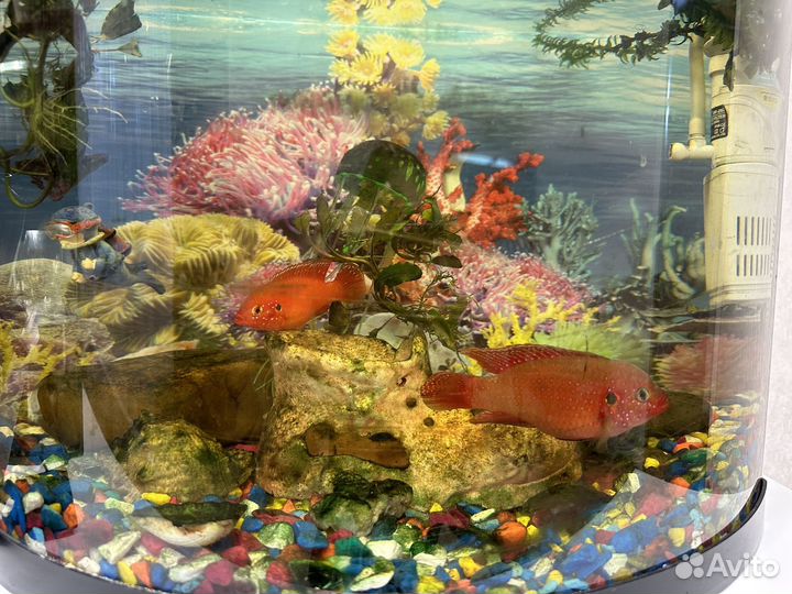 Рыбки хромис-красавец