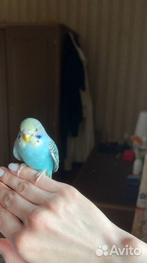 Волнистый попугай с клеткой